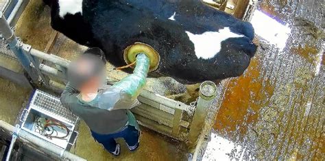 petition vache hublot l214|Nagui : les vaches à hublot .